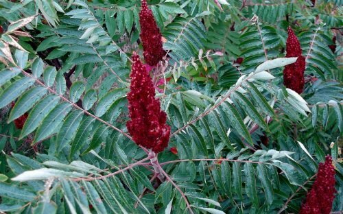 1472398806_08f123410d_b